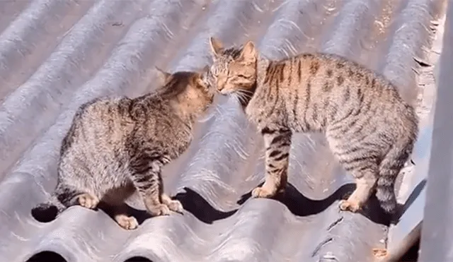 YouTube Viral: Gatos tienen una épica batalla al estilo Dragon Ball Super y el final es espectacular