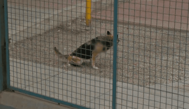 Google Maps: Joven recorre El Agustino y capta a su perro en insólito acto [FOTOS]