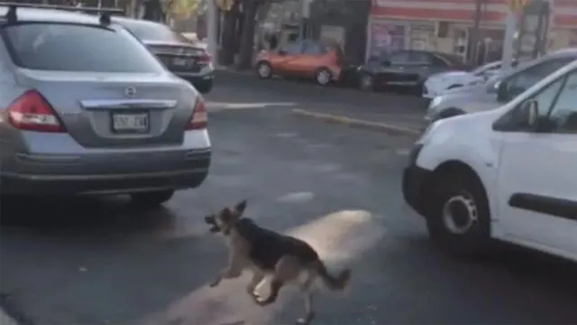 Cachorro corre tras auto de sus dueños