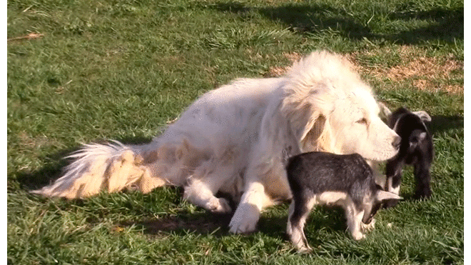 Perrito juega con cabras bebés