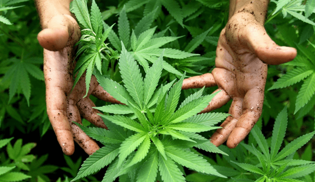 Georgia legaliza el uso personal de la marihuana