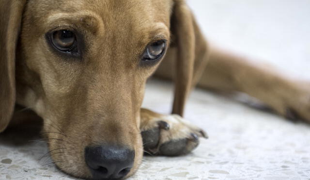 La exdueña de "Campeón", un tierno perro que fue maltratado cuando tenía tan solo seis meses, fue absuelta este viernes. Foto: