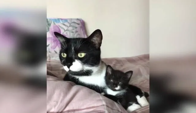 Desliza las imágenes para ver el curioso gesto de una gatita para que su dueña conozca por primera vez a su bebé. Foto: captura de TikTok