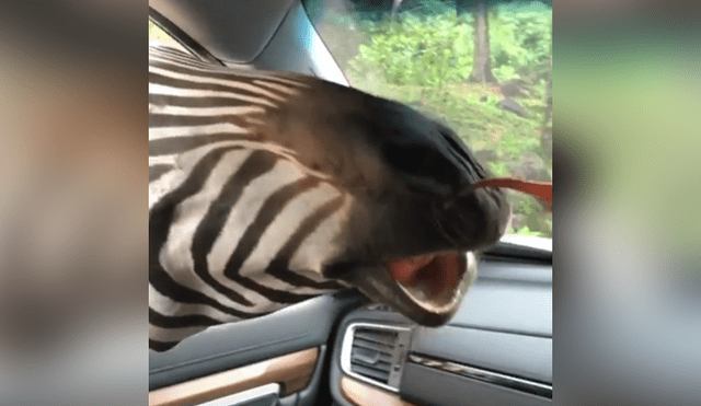 Un grupo de turistas fueron sorprendidos por una hambrienta cebra en su recorrido de safari.