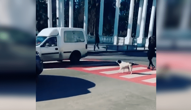 En Facebook, un perro ladró fuerte a los conductores con la intención que paren y dejen cruzar a unos niños.