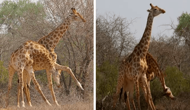 En YouTube, unas dos jirafas tuvieron una épica pelea en medio de la selva y fueron captados por unos jóvenes.