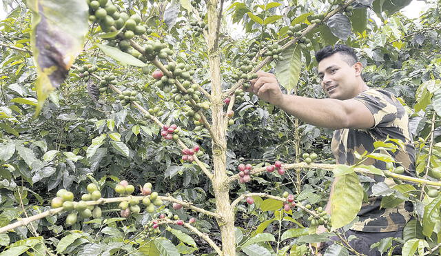 Cosecha. Campesinos recolectan pepas de café en La Convención, provincia cusqueña.  Foto: La República