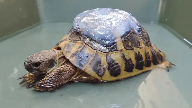 Facebook: veterinarios reconstruyen caparazón de tortuga y causan sorpresa en las redes