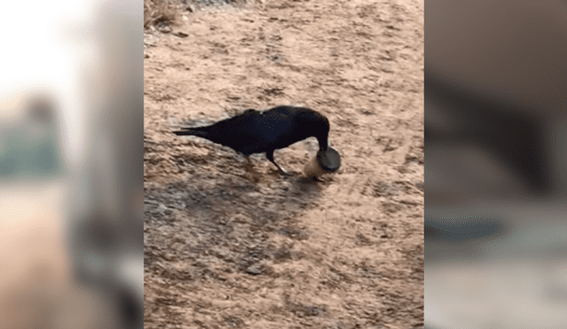 Video es viral en YouTube. El ave ha dejado a más de uno con la boca abierta, al resolver de forma rápida el popular truco que hizo un joven