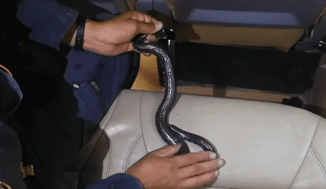 Facebook viral: viajaba en bus y queda aterrada al encontrar serpiente en el asiento [VIDEO]