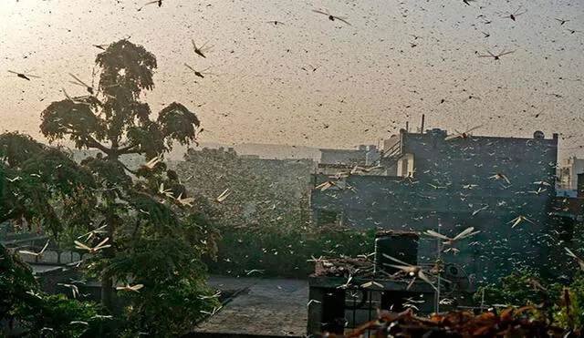 Miles de langostas volando en Jaipur, India, el 25 de mayo de 2020. Foto: EFE