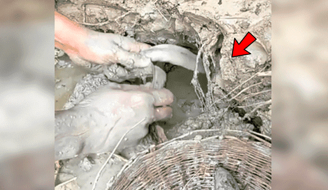 Facebook viral: descubre extraños peces tras introducir sus manos en fosa de lodo [VIDEO]
