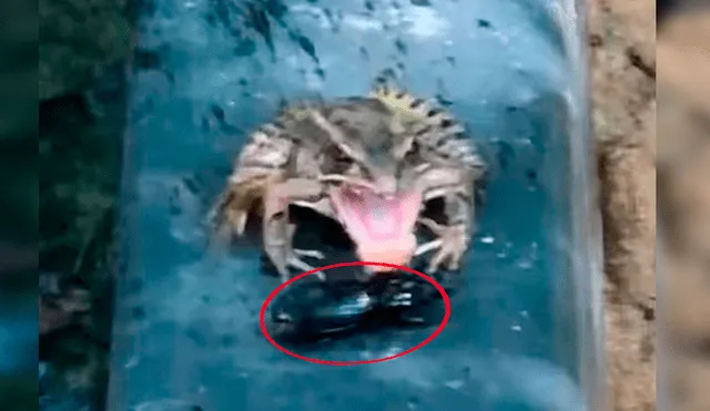 Un video viral de Facebook registró el brutal ataque que sufrió un distraído escarabajo en las garras de una rana, sin imaginar que sobreviviría por su sabor repugnante.