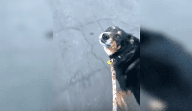 En YouTube, un perro se emocionó al salir a la calle para dar su paseo diario acompañado de su dueño.