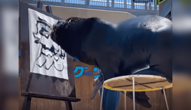 Desliza las imágenes para ver más de este león marino que es viral en YouTube con su increíble talento.