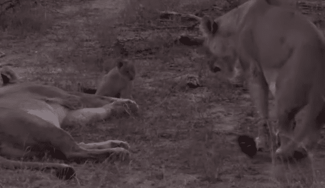 Turistas se topan con familia de leones y graban conmovedora escena jamás antes vista.