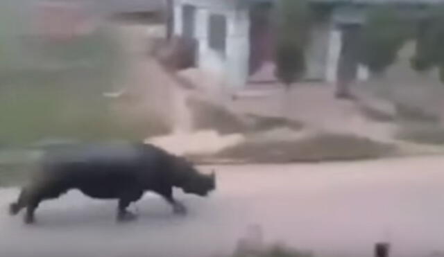 YouTube: Rinoceronte descontrolado corre y causa pánico en la ciudad