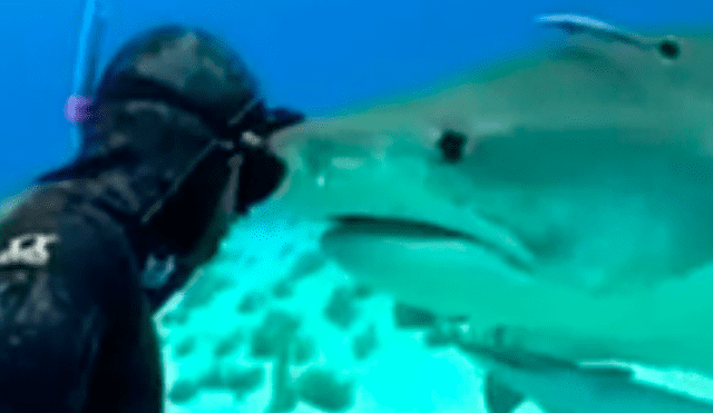 YouTube: feroz tiburón acorrala a buzo sin protección y deja en shock a miles [VIDEO]
