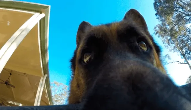 YouTube: Perro roba la cámara de su dueño y ambos realizan una épica persecución [VIDEO]