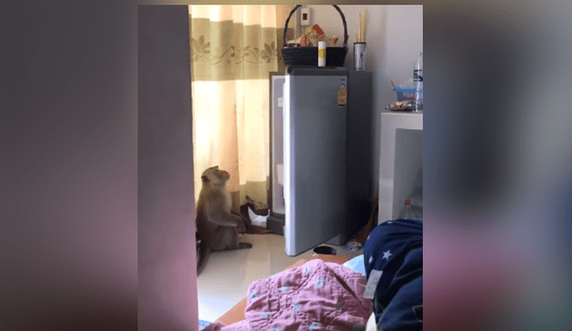 Una familia capta el momento en que un mono ingresa a su casa y les roba comida de la cocina. Foto: YouTube
