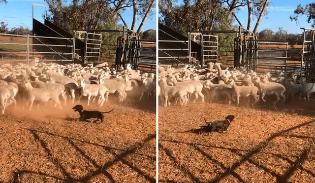 Los perros de esta raza no suelen ser pastores porque su pequeño tamaño no suele intimidar. Foto: ViralHog / YouTube