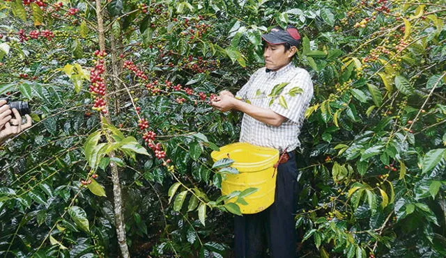 Aumentarán cultivos de cacao en reemplazo de coca