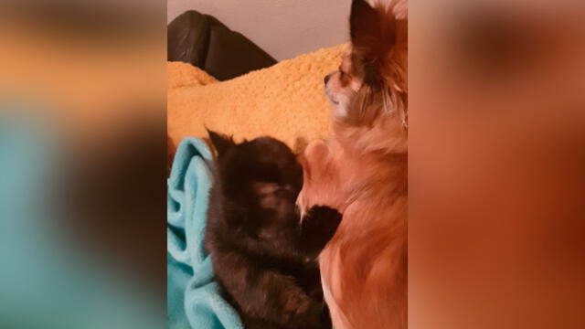 Desliza las imágenes para ver la emotiva escena que protagonizó un perro bebé y un gato. Foto: ViralHog