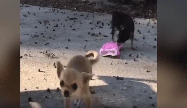 Video es viral en Facebook. Luego de muchos intentos, el perro pudo quitarle la ropa a la nueva mascota de su dueña y para sorpresa de todos quiso ponérsela. Foto: Captura.