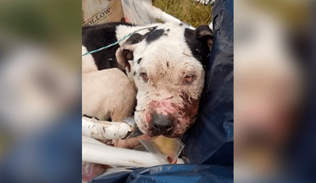 Facebook: perro fue maltratado y abandonado en una bolsa de basura, se recuperó y ahora luce así