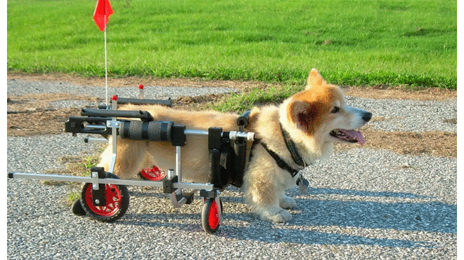 Veterinario de 90 años fabrica sillas de ruedas para ayudar a mascotas
