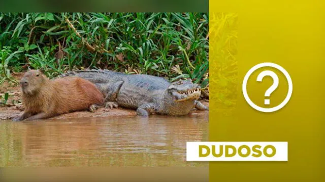 Foto de capibara y caimán circula en Internet desde hace varios años. Composición.