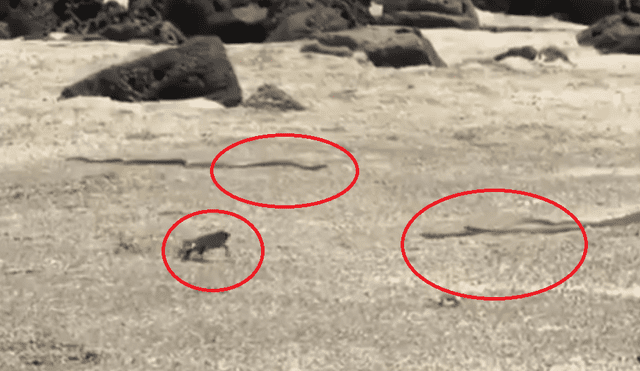 YouTube viral: iguana es acorralada por grupo de serpientes y usa insólito truco para escapar [VIDEO]