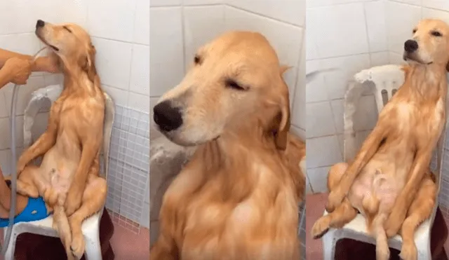 Facebook viral: Chico baña a perro por primera vez y queda en shock con su reacción [VIDEO] 