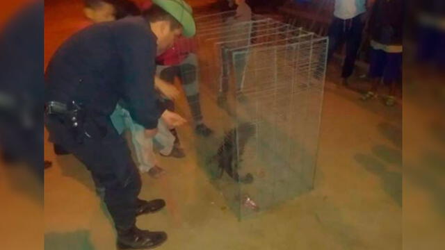 Trujillo: moradores capturan a animal silvestre que atacó a menor