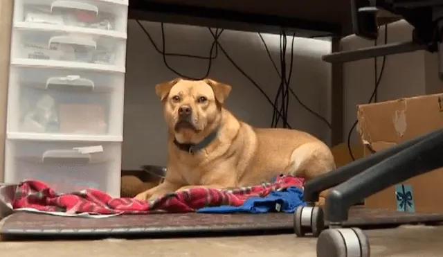 Facebook: perro abandonado roba cosas para no sentirse solo y conseguir cariño [VIDEO]