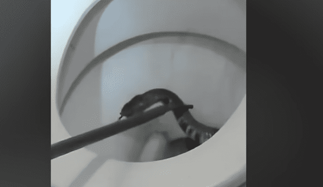 YouTube viral: hombre encuentra a una serpiente dentro de inodoro que iba a usar [VIDEO]