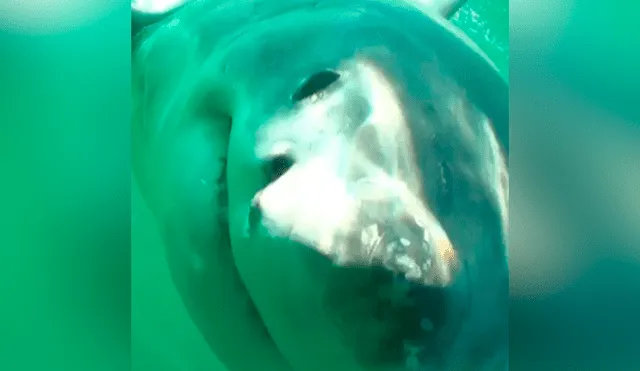 YouTube viral: hambriento tiburón ve cámara acuática y lo destroza con letal mordisco [VIDEO] 
