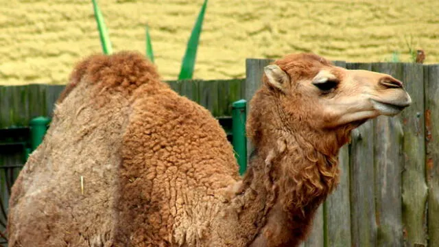 Líderes de la región noroeste de Australia aprobaron la ejecución de los camellos.