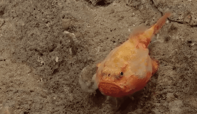 YouTube viral: buzo ingresa al fondo del océano y encuentran a extraño pez con cuatro ‘patas’