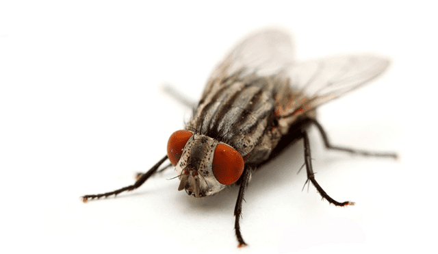 YouTube viral: enorme mosca ingresa a casa para expulsar cientos de larvas y joven queda asqueado [VIDEO]