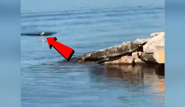 YouTube viral: águila  es captada nadando como una persona y provoca confusión en miles [VIDEO]