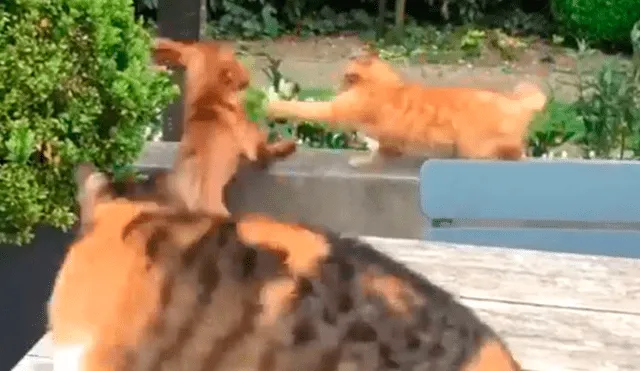 Facebook: gato defiende a su amigo perro del feroz ataque de otro minino [VIDEO]