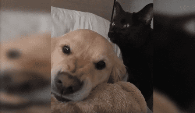 En Facebook, un gato se portó cariñoso con su amigo sin imaginar que este tendría un inesperado comportamiento.