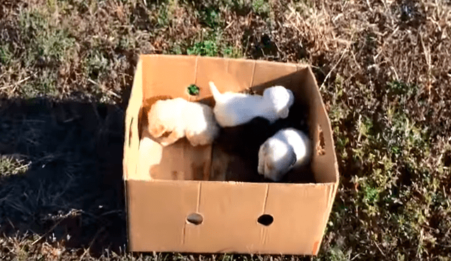 En YouTube, un hombre encontró a unos indefensos perros bebés que fueron abandonados en medio de la carretera.