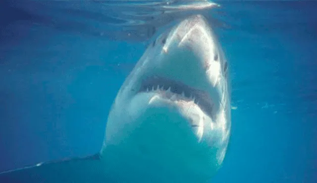 Facebook: las terribles imágenes de tiburones que se congelan antes de morir [FOTOS]