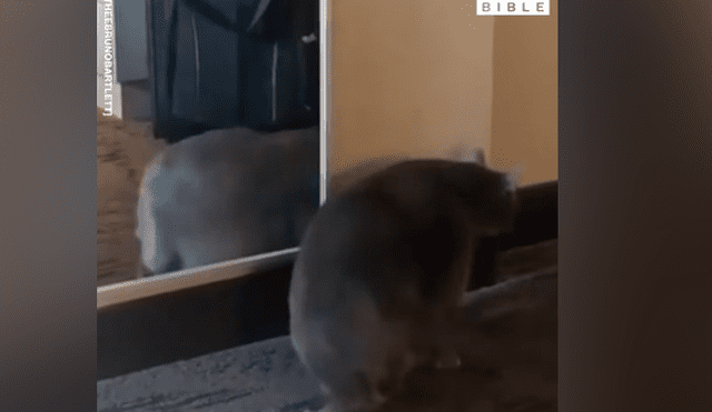 Facebook viral: gato con sobrepeso se ve por primera vez al espejo y tiene divertida reacción