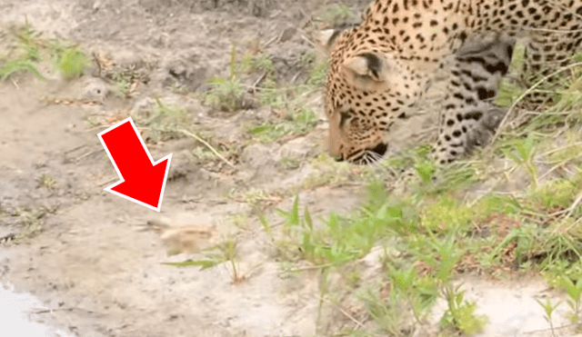 Un video viral de YouTube registró la curiosa escena en que un pájaro bebé aprovechó la distracción de un feroz leopardo para huir de sus garras y salvar su vida.