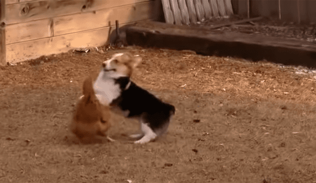 Pato ‘rabioso’ logra detener pelea entre un perro y una gallina [VIDEO]