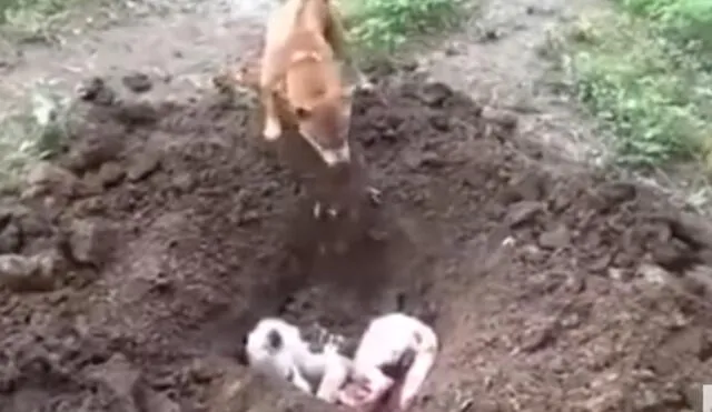 YouTube: perro que entierra a su amigo tras ser atropellado conmueve  | VIDEO