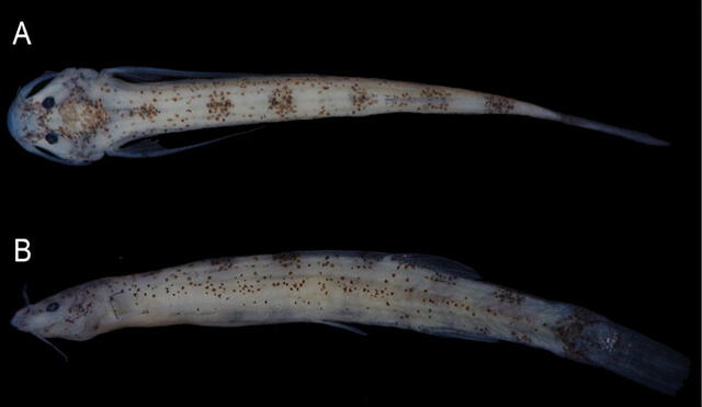 Este nuevo pez bagre es pequeño, semitransparente y tiene manchas dispersas en todo el cuerpo. Foto: National Geographic